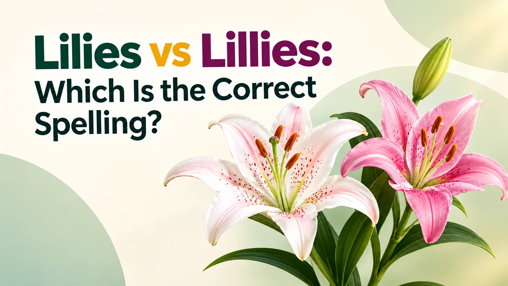 Lilies vs Lillies: Which Is the Correct Spelling?